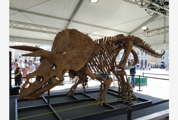 Trieste, esposto “Big John” il più grande Triceratopo del mondo
