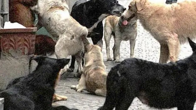 Orrore nella zone delle serre a Catanzaro: 20enne aggredita e uccisa da un branco di cani