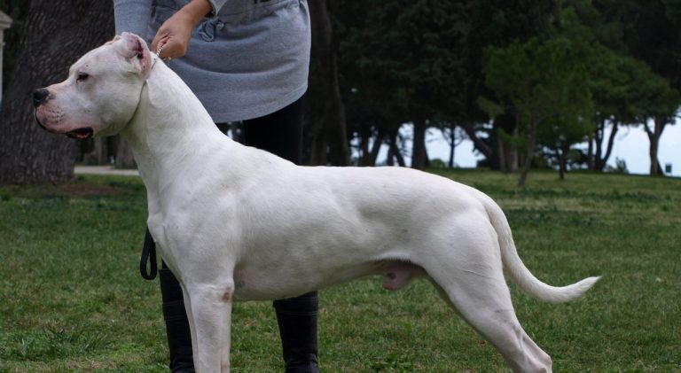 Guidonia, un cane (dogo argentino) ha aggredito e ferito tre persone tra cui il suo padrone