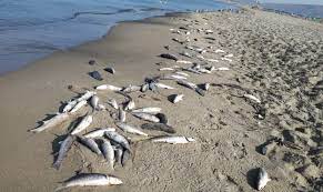Focene, centinaia di pesci morti sulla spiaggia nei pressi di Fiumicino