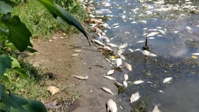 Tevere, ritrovati ieri centinaia di pesci morti lungo le sponde all’altezza dei ponti Sant’Angelo e Sisto