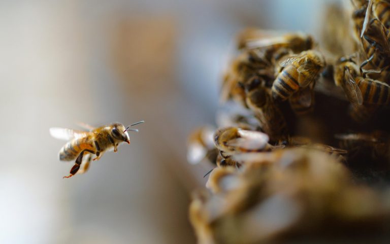 Parioli, 12 famiglie hanno lasciato il palazzo dove abitano per un’improvvisa invasione di calabroni asiatici