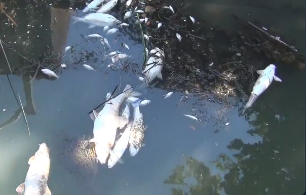 Il mistero della moria di pesci nel Tevere: forse per lo sversamento di rifiuti tossici