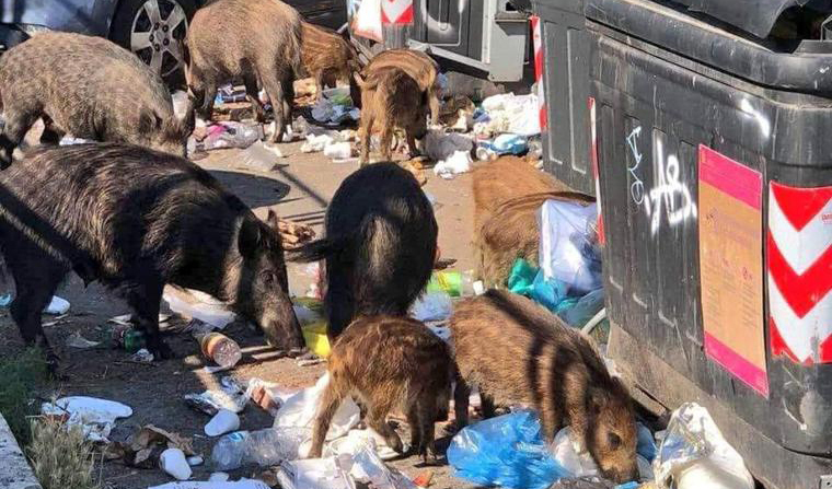 Roma, emergenza pesta suina: oggi l’ordinanza sulla zona rossa