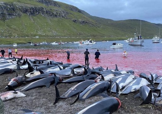 Orrore nelle isole Faroe (Atlantico del Nord): sono stati massacrati quasi 1.500 delfini