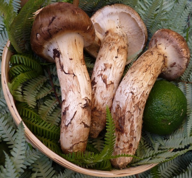 Giappone, venduti 3 funghi matsutake per un costo di quasi 6.500 euro