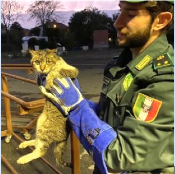 Gattina ferita salvata dalle guardie zoofile
