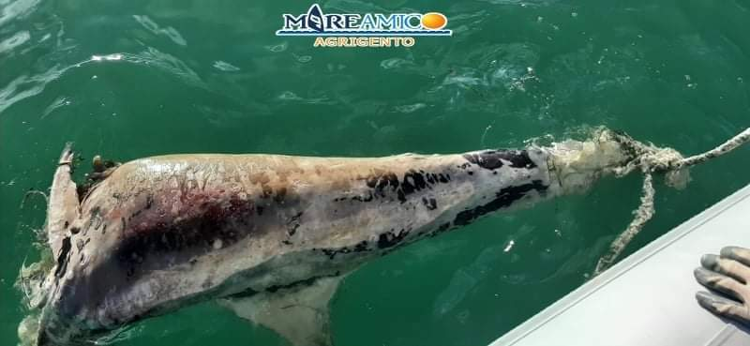 San Leone (Agrigento), Mareamico ha rinvenuto un cetaceo con la testa mozzata