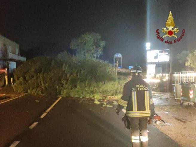 Palestrina (Roma), un grosso albero si è abbattutto al suolo nella notte in via Casilina: traffico in tilt