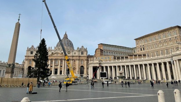 Vaticano, è arrivato l’albero di Natale che illuminerà piazza San Pietro