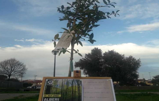 Giornata nazionale dell’Albero “Abbiamo adottato tre alberelli”