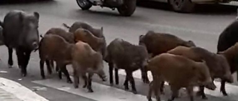 La Regione Lazio lancia l’allarme per l’elevato numero di cinghiali: “Incontrollato sviluppo della fauna selvatica”