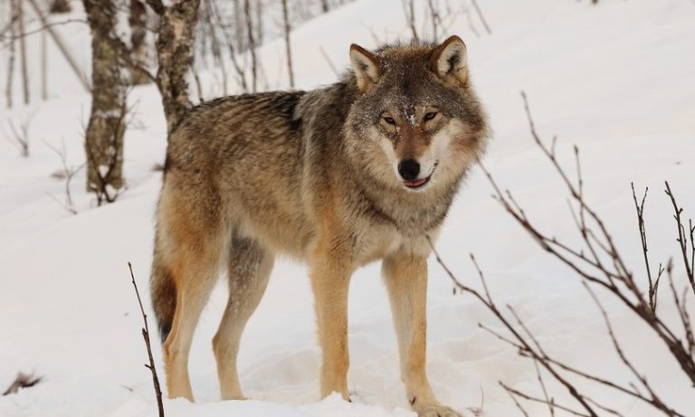 Cuneo, il Ris di Parma ha identificato il bracconiere che ha ucciso un giovane lupo: è stato rinviato a giudizio