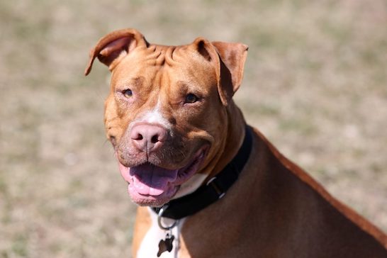 Cisterna di Latina, pitbull aggredisce due donne e sbrana il loro cane