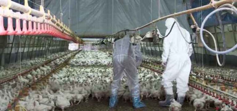 Focolaio di aviaria ad Ostia, parla il professor Vaia: “Allo stato attuale il rischio di trasmissione all’uomo è basso, è necessario però monitorare”