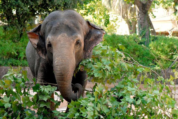 Roma, il Bioparco festeggia il Capodanno con iniziative e incontri ravvicinati con gli animali