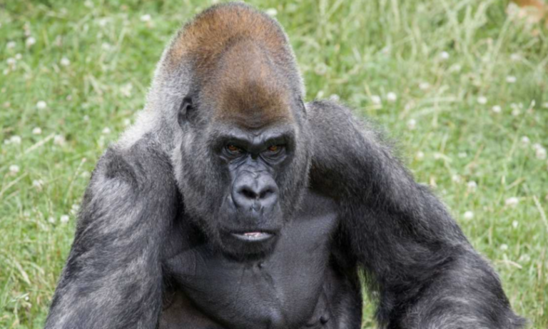 Usa, è morto nello zoo di Atlanta il gorilla più anziano del mondo