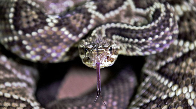 Usa, nel Maryland trovata una donna morta: aveva in casa centinaia di serpenti