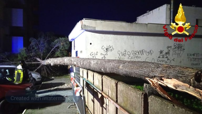 Vento forte a Civitavecchia: cade un albero