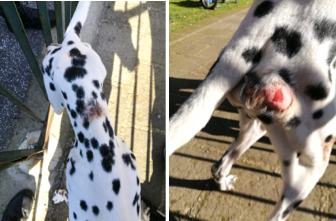 Custodisce male il cane, denunciato dalle Guardie Ecozoofile di Cerveteri