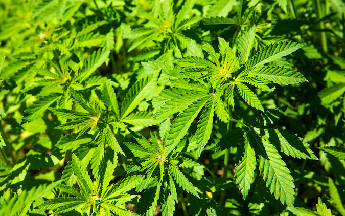 Frosinone, la polizia sequestra 1.400 piante di cannabis: arrestato un uomo