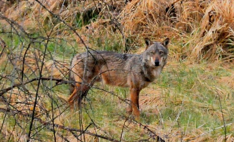 Lupi alla Necropoli della Banditaccia