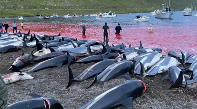 Islanda, il governo annuncia: Dal 2024 stop alla caccia delle balene