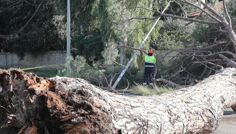 Clima, in aumento in Italia le bufere di vento che si è incrociata con il calo della manutenzione degli alberi