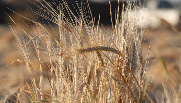 Crisi in Ucraina, l’allarme di Coldiretti: volano le quotazioni internazionali di grano, pane e mais tra il 4 e il 5%