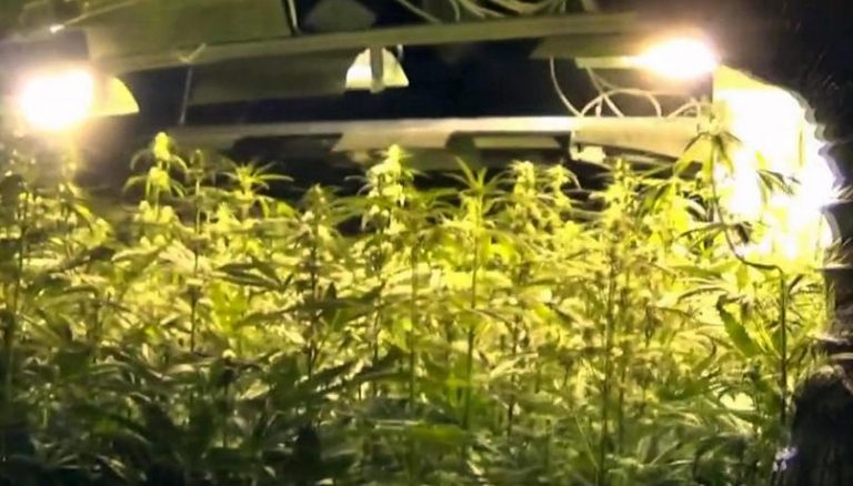 Lanuvio (Roma), sequestrate dalla polizia 150 piante di marijuana: arrestato un 39enne