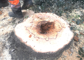 Parco della Rimembranza, interventi sulle alberature