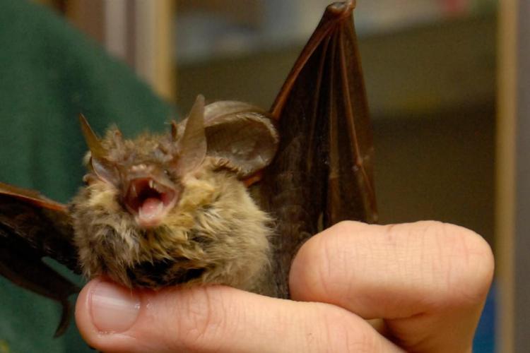 Covid: scienziati della National University e dell’Institut Pasteur del Laos hanno identificato nei pipistrelli tre nuovi coronavirus che mostrano “somiglianze specifiche” al Sars-CoV-2