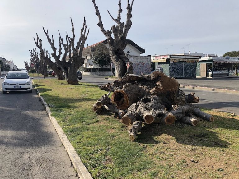 Cittadini per l’Ambiente chiede un confronto sulla politica dell’abbattimento degli alberi