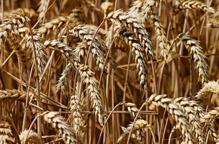 Guerra in Ucraina, la Russia limiterà le esportazioni di grano, orzo e segale