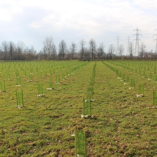 Al quartiere Cerreto un nuovo polmone verde grazie al progetto Arbolia