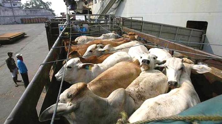 Civitavecchia è il primo porto in Italia abilitato all’esportazione di bovini vivi