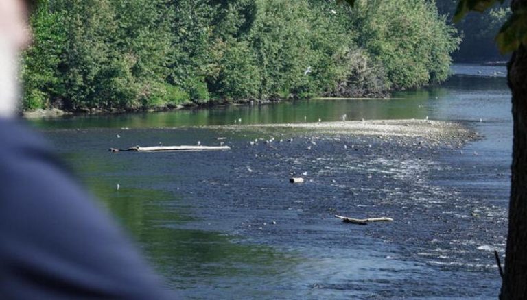 Veneto, è di una giovane donna bianca il cadavere ritrovato due giorni fa in un borsone lungo gli argini del Po