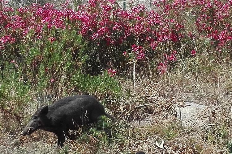 Ancora un caso di peste suina africana è stato Zooprofilattico Sperimentale del Piemonte, Liguria e Valle D’Aosta