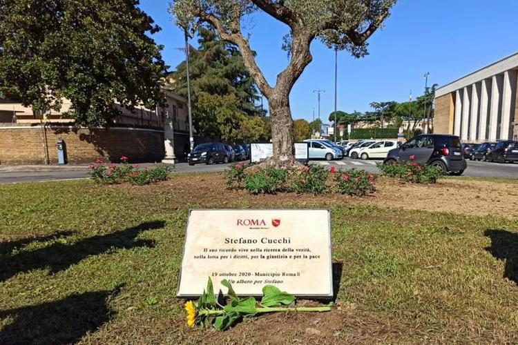 Sentenza al Processo Cucchi: “Anche la Cassazione ha risentito della mediaticità della vicenda”