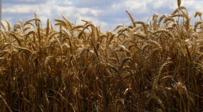 La guerra in Ucraina sta provocando un terremoto nei prezzi del grano