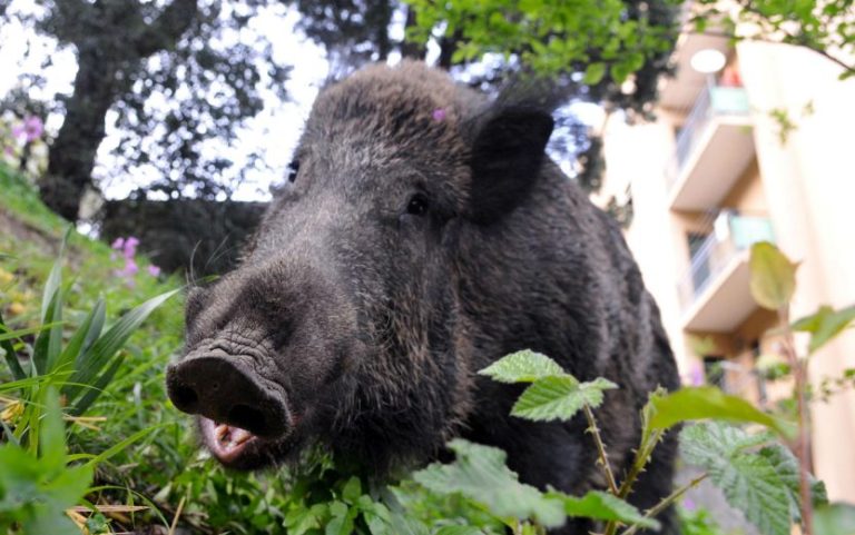 Roma, il commissario straordinario alla peste suina: “Non aspettatevi un’ordinanza di abbattimento di cinghiali
