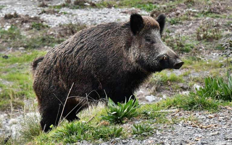 Peste suina, a Roma sono confermati 12 casi