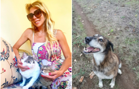 Abbandono degli animali fuori controllo, l’associazione Dammi la Zampa chiede aiuto