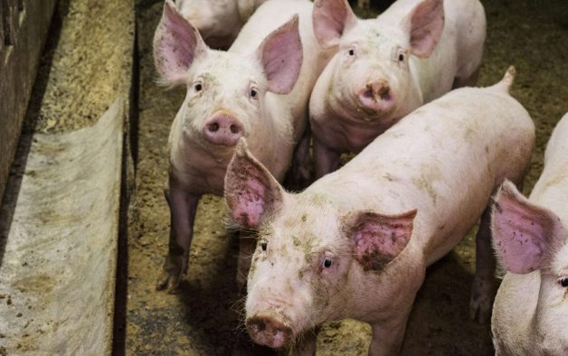 Peste suina, due nuovi casi in un allevamento di maiali nel Parco dell’Insugherata a Roma