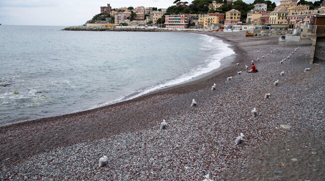 Genova, donna sotto choc per essere stata morsa da un Cinghiale sulla spiaggia di Vernazzola