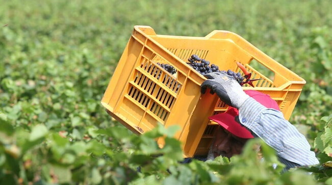 In Italia ci sono almeno 10mila migranti utilizzati in lavori agricoli senza la garanzia di alcuni diritti fondamentali