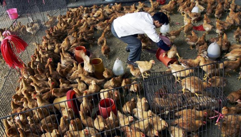 Covid, secondo uno studio di Science la pandemia è partita dal mercato di Wuhan