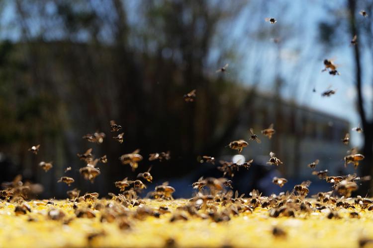 Letojanni (Messina), 59enne ucciso dall’assalto di uno sciame di calabroni per choc anafilattico