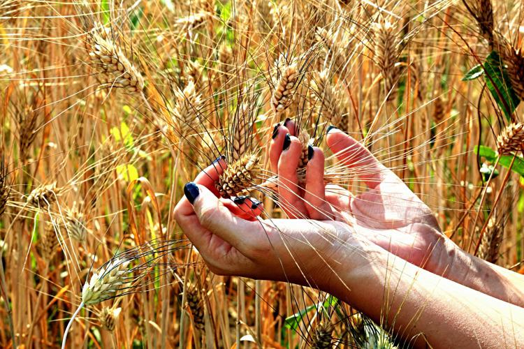 Ismea: La produzione italiana 2022 di grano duro potrebbe essere inferiore di circa il 16% rispetto al 2021