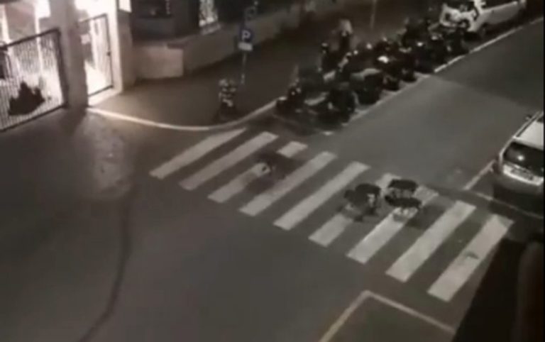 Il degrado a Roma: 12 cinghiali attraversano via Monte di Creta sulla strisce pedonali
